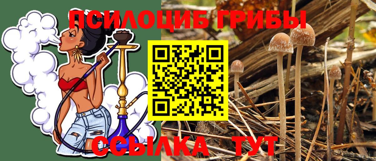Псилоцибиновые грибы Cubensis  Псилоцибиновые грибы Cubensis  Ртищево  Вход с VPN 